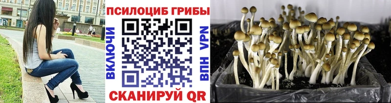 сколько стоит  blacksprut как войти  Псилоцибиновые грибы GOLDEN TEACHER  Курчалой 